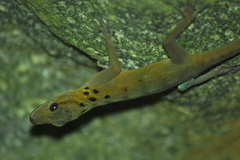 Cnemaspis boulengeri