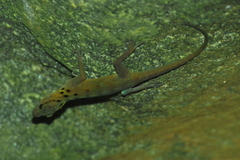 Cnemaspis boulengeri