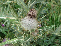 Cirsium eriophorum