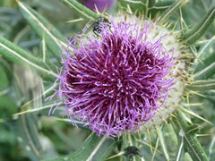 Cirsium eriophorum