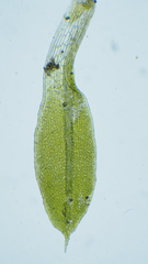 Tortula marginata