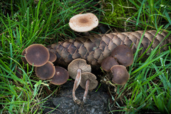 Gymnopus brassicolens