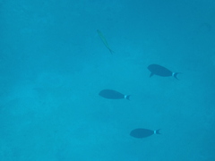 Acanthurus gahhm