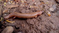 Gyrinophilus porphyriticus
