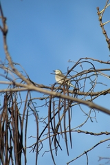 Motacilla alba