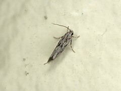 Erechthias crypsimima