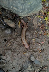 Gyrinophilus porphyriticus