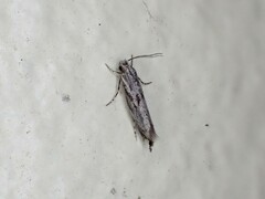 Erechthias crypsimima