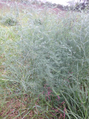 Asparagus prostratus
