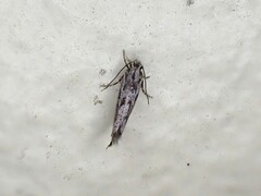 Erechthias crypsimima