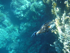 Acanthurus sohal