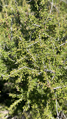 Condalia warnockii