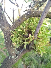 Protea witches broom phytoplasma