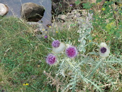 Cirsium eriophorum