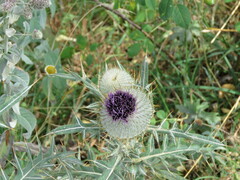 Cirsium eriophorum