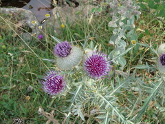 Cirsium eriophorum