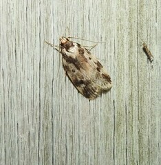 Barea confusella