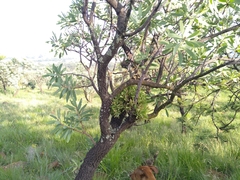 Protea witches broom phytoplasma