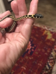 Thamnophis cyrtopsis ocellatus