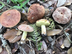 Hemileccinum floridanum
