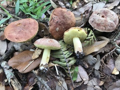 Hemileccinum floridanum