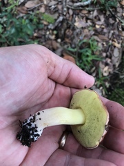 Hemileccinum floridanum