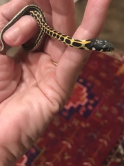 Thamnophis cyrtopsis ocellatus