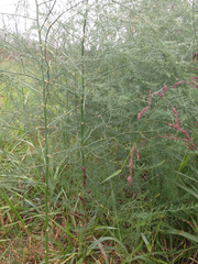 Asparagus prostratus