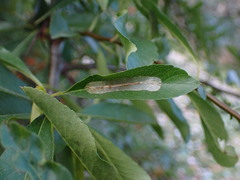 Phyllonorycter leucographella