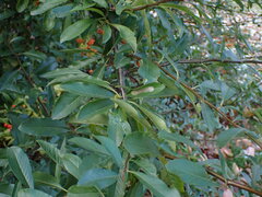Phyllonorycter leucographella
