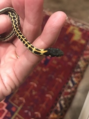 Thamnophis cyrtopsis ocellatus