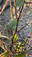 Strophostyles helvola