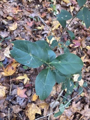 Smilax smallii