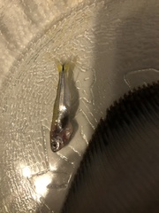 Bryconamericus exodon