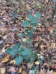 Smilax smallii