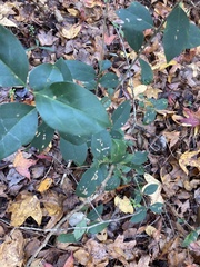 Smilax smallii
