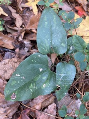 Smilax smallii