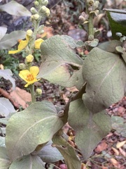 Verbascum densiflorum