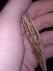 Tripsacum dactyloides