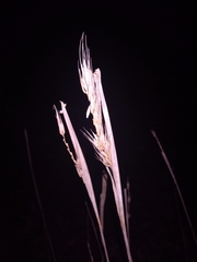 Tripsacum dactyloides