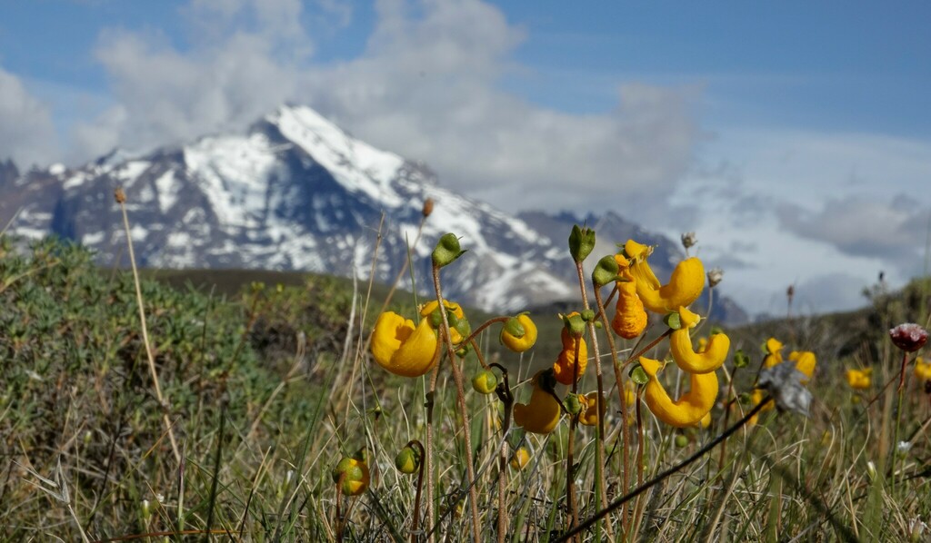 Calceolaria polyrhiza (Calceolaria polyrhiza)