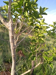 Ficus sur
