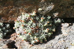 Androsace argentea
