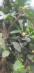 Brasiliopuntia brasiliensis