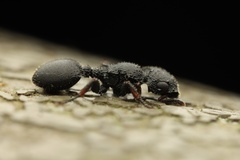 Cataulacus granulatus