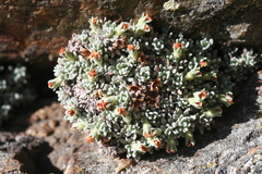 Androsace argentea