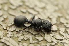 Cataulacus granulatus