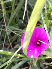 Ipomoea crassipes