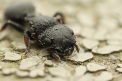 Cataulacus granulatus