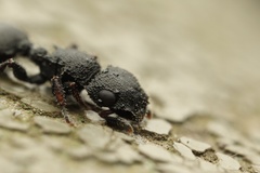 Cataulacus granulatus